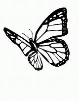 Butterfly Monarch Butterflies Tattoo Colorat Fluture Planse Desene Clipartmag Morpho Binged sketch template
