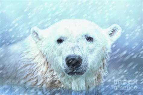 winter polar bear photograph  ed taylor fine art america