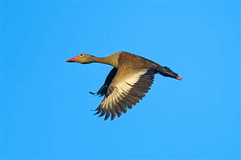 flying duck  flying whistler duck    observat flickr