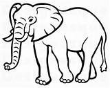 Clip Elephants Elefant Hewan Mewarnai Umriss Singa Ternak Stall Elefante Contorno Binatang Landak Pngfind Kindpng Dlpng Webstockreview Pngio Pngitem Nicepng sketch template