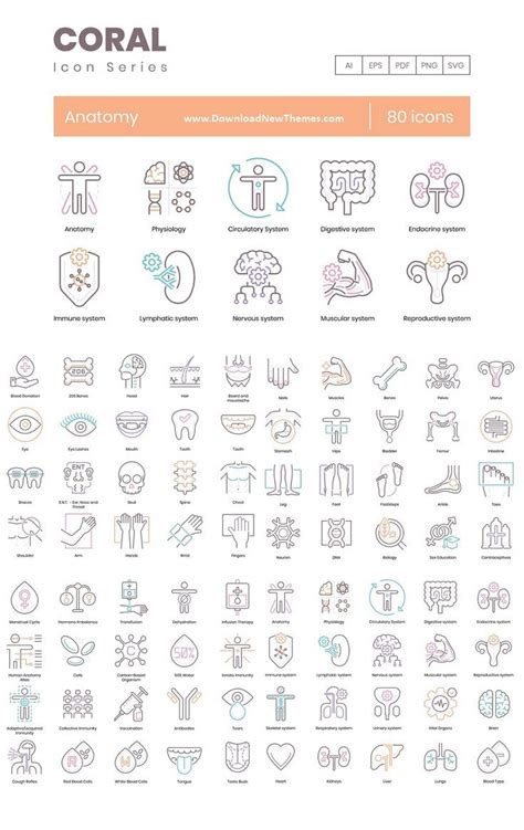 80 Anatomy Icons Coral Series In 2021 Endocrine System Lymphatic
