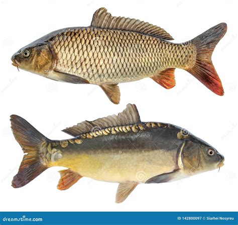 fish carp isolated fish    scales stock image image