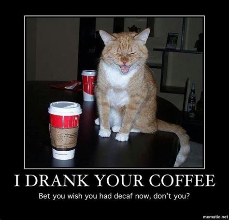 coffeecat funny cat compilation funny animal memes funny cats funny