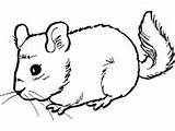 Chinchilla Coloring Printable Pages Activities sketch template
