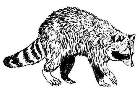 raccoon animals  printable coloring pages