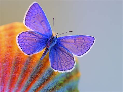 wnp wallpapers pictures beautiful colorful butterfly