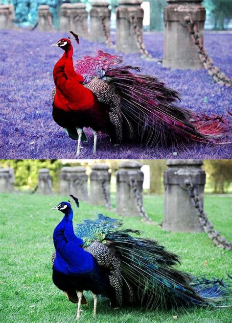 Fake Red Peacock Real Image Blue Peacock On The