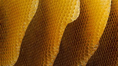 honeycomb bing wallpaper