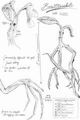Bowtruckle Beasts Creature sketch template