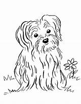 Coloring Pages Puppy Dog Printable Yorkie Terrier Yorkshire Drawing Color Maltese Print Cairn Puppies Getcolorings Lab Retriever Yellow Sheet Drawings sketch template