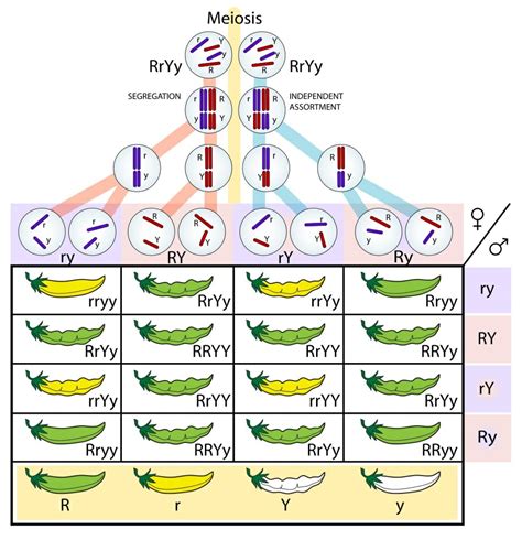 Mendels Law Of Heredity Biology Dictionary