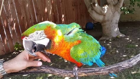 harlequin macaw   tree swing youtube