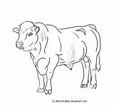 Hereford Bull Line Clipart Cattle Polled Deviantart Webstockreview sketch template