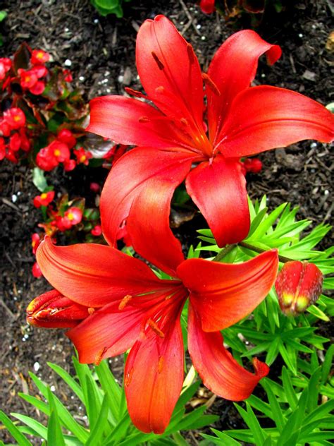 deep thoughts todays flowers  red lilies