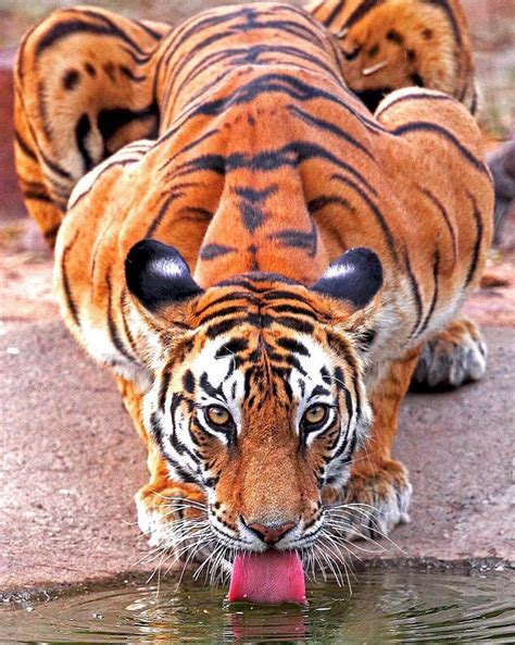 tiger   drink showing    muscle