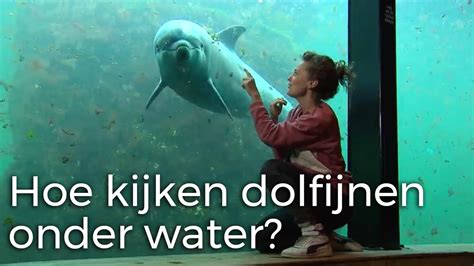 hoe kijken dolfijnen onder water vragen van kinderen youtube