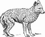 Coloring Jackal Coyote sketch template