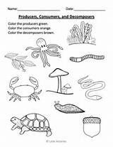 Decomposers Color Consumers Producers Environment Kindergarten Grade Subject sketch template