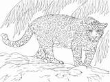 Colorear Jaguars Supercoloring Ausmalen Kleurplaat Zum Ausmalbild Jacksonville Malvorlage Stampare Kleurplaten Grosser Magnifique Tier Giaguari Giaguaro Vbs Modeste Reptiles Leopard sketch template