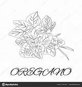 Oregano sketch template