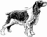 Spaniel Vector Dog Cocker Springer Drawing Coloring Clipart Clip Line English Breed Pages Svg Drawings Dogs Draw Template Illustration Graphic sketch template