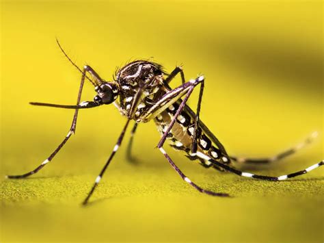 super resistant mosquitoes  survive insecticides  southeast asia