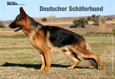 deutscher schaeferhund rasseportrait charakter und wesen