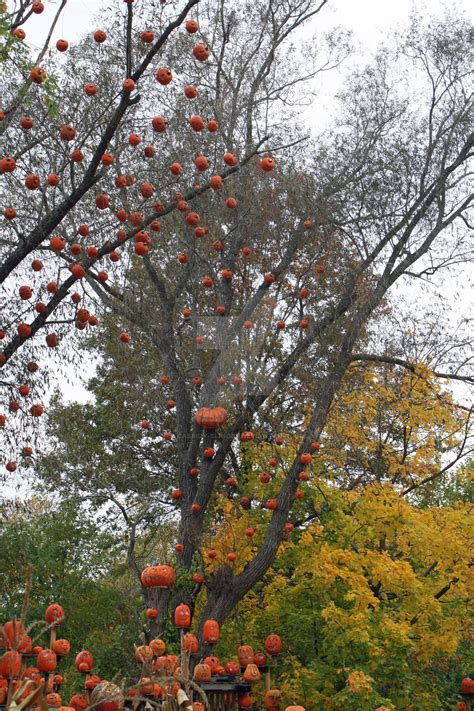 pumpkin tree   cassidy slingby  deviantart