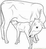 Cow Calf Coloring Pages Indian Drawing Printable Outline Clipart Dairy Kids Farm Baby Drawings Pencil Adults Adult Animal Colouring Cows sketch template