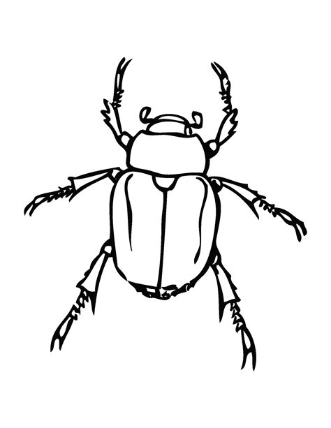 insects coloring pages gift  curiosity