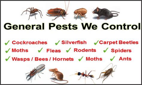 pest problems newway pest management