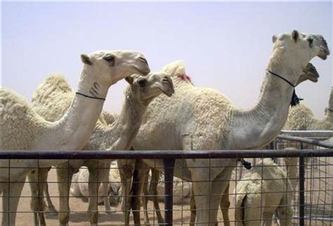 Saudi Tribe Holds Camel Beauty Pageant Reuters