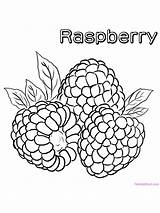 Raspberry Raspberries Fruit sketch template
