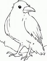 Corvo Colorat Rabe Ausmalbilder Crow Raben Socke Cuervo Corbeau Planse Ptaki Desene Pasari Corb Noch Bunt Waren Salbatice Brawl Animali sketch template