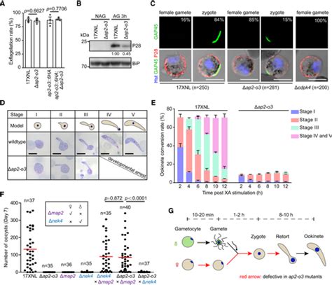 Plasmodium Transcription Repressor Ap2‐o3 Regulates Sex‐specific