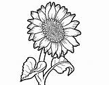Girassol Colorir Girasol Girasole Tournesol Girasoles Sunflower Colorare Colorier Chidas Gira Cdn5 Sunflowers Coloringcrew Dibuix Acolore Coloritou Dibuixos Divertir sketch template
