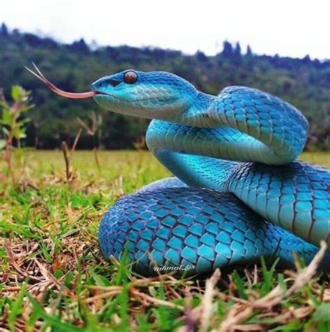 hypnotically colorful  ridiculously good  snakes snake