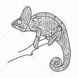 Dieren Kameleon Volwassenen Chameleon Adulti Kleurboek Camaleonte Stockillustratie Animale Zentangle Classique Disegnare Lusso Alexanderpokusay sketch template