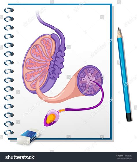 male reproductive system sperm stock vector 448005535 shutterstock