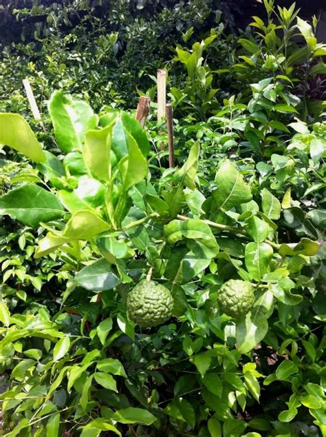 pin on tastes of thailand kaffir lime