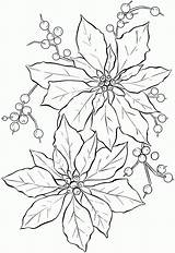 Poinsettia Printable Coloring Template Popular sketch template