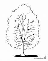 Tree Coloring Pages Fall Printable Kids Color Acacia Aspens Print Sheets Poplar Designlooter Ausmalen Choose Board Getcolorings Zum Library Clipart sketch template