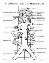 Aorta Abdominal Branches Coloring Thoracic Anatomy Artery Exploringnature Aortic Off Descending Advanced Abdomen Pdf Thorax Sponsors Wonderful Support Please sketch template