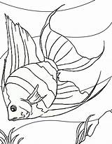 Fish Color Coloring Pages Printable Kids sketch template