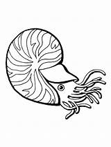 Nautilus Nautilo Weichtiere Lula Molluschi Malvorlagen Chambered Cozza Printmania Kategorien Cmpartilhe Supercoloring Categorias sketch template