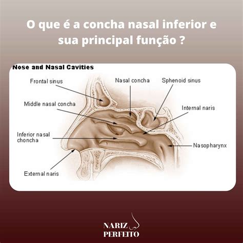 concha nasal inferior  sua principal funcao