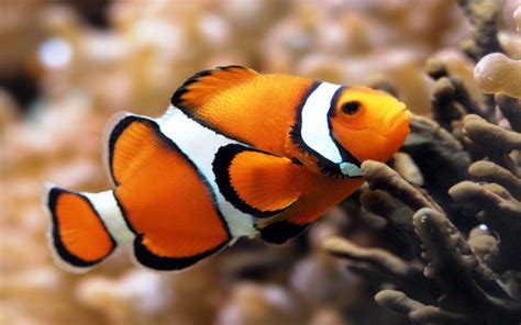 peces caracteristicas tipos de pez especies  mucho mas