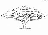 Tree Coloring Umbrella Serengeti African Pages Savannah sketch template