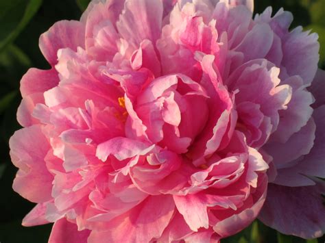 sues tangle trips peonies  bloom