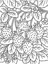 Strawberry Coloring Pages Printable Berries Print sketch template